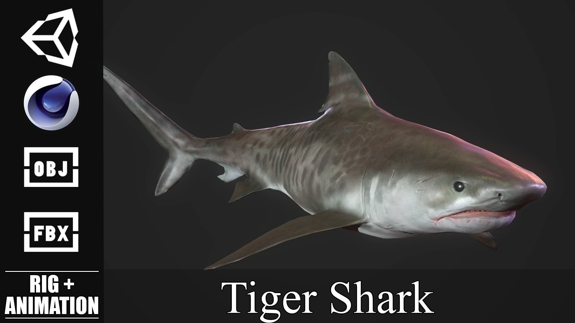 Tiger Shark Low-poly 3D model_2