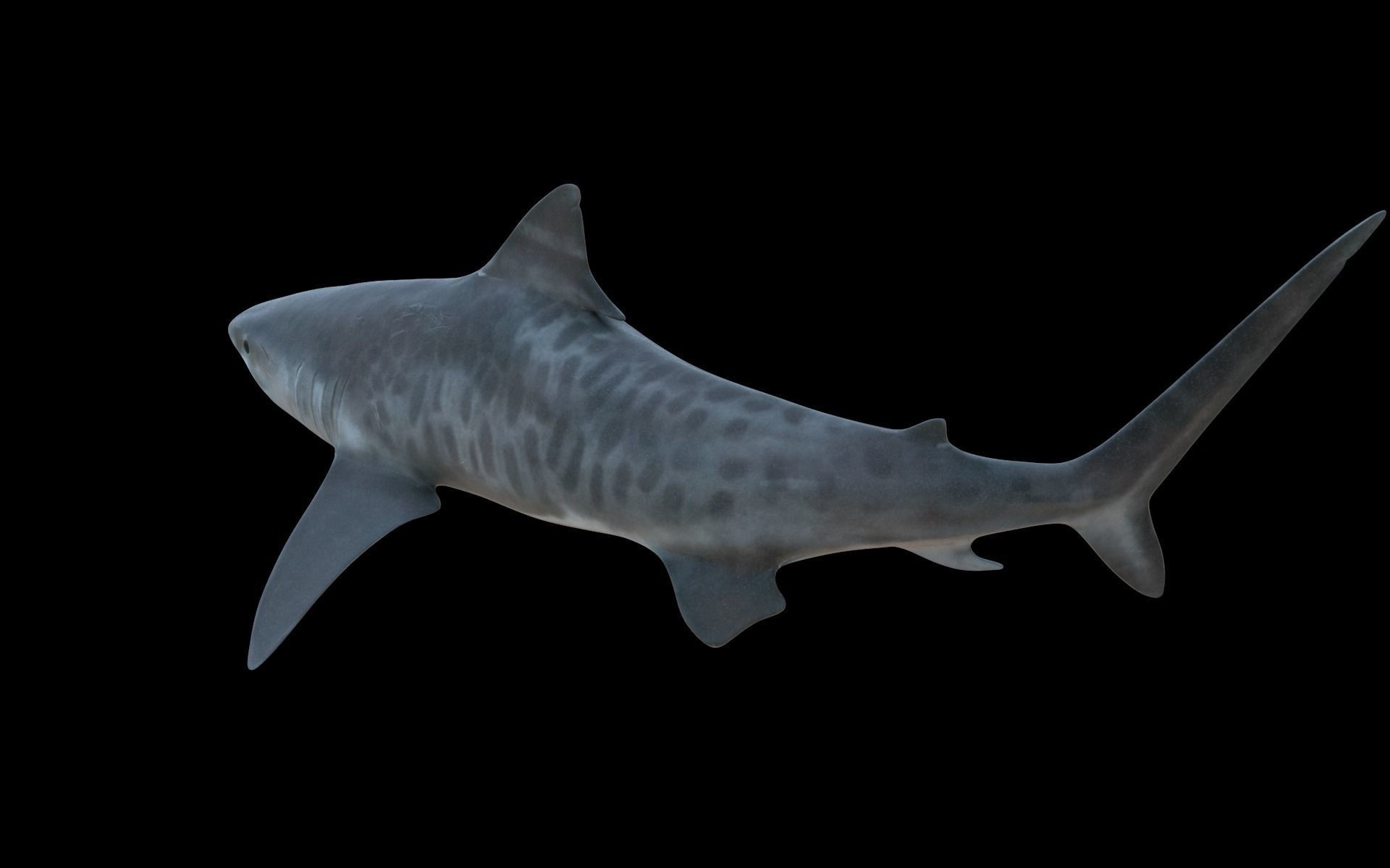 Tiger Shark Low-poly 3D model_4
