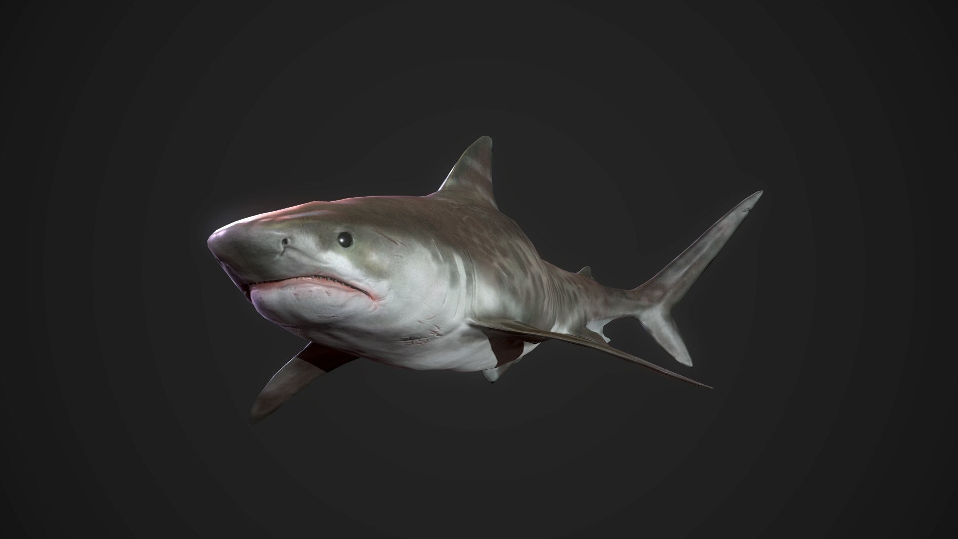 Tiger Shark Low-poly 3D model_11