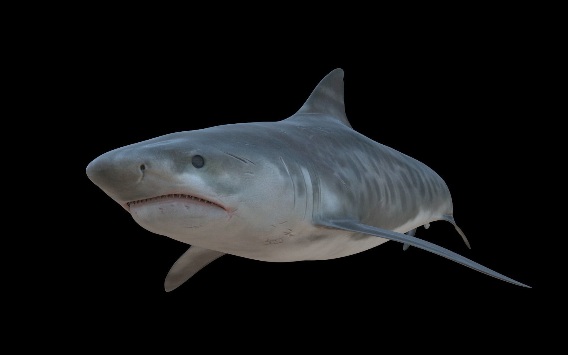 Tiger Shark Low-poly 3D model_3