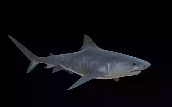 Tiger Shark Low-poly 3D model