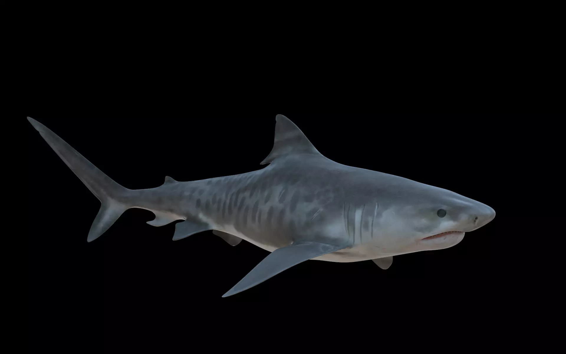 Tiger Shark Low-poly 3D model_0