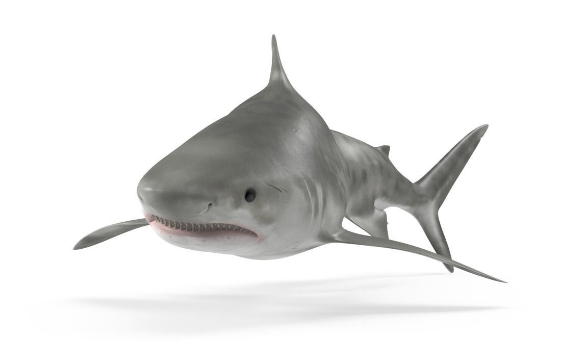 Tiger Shark Low-poly 3D model_15