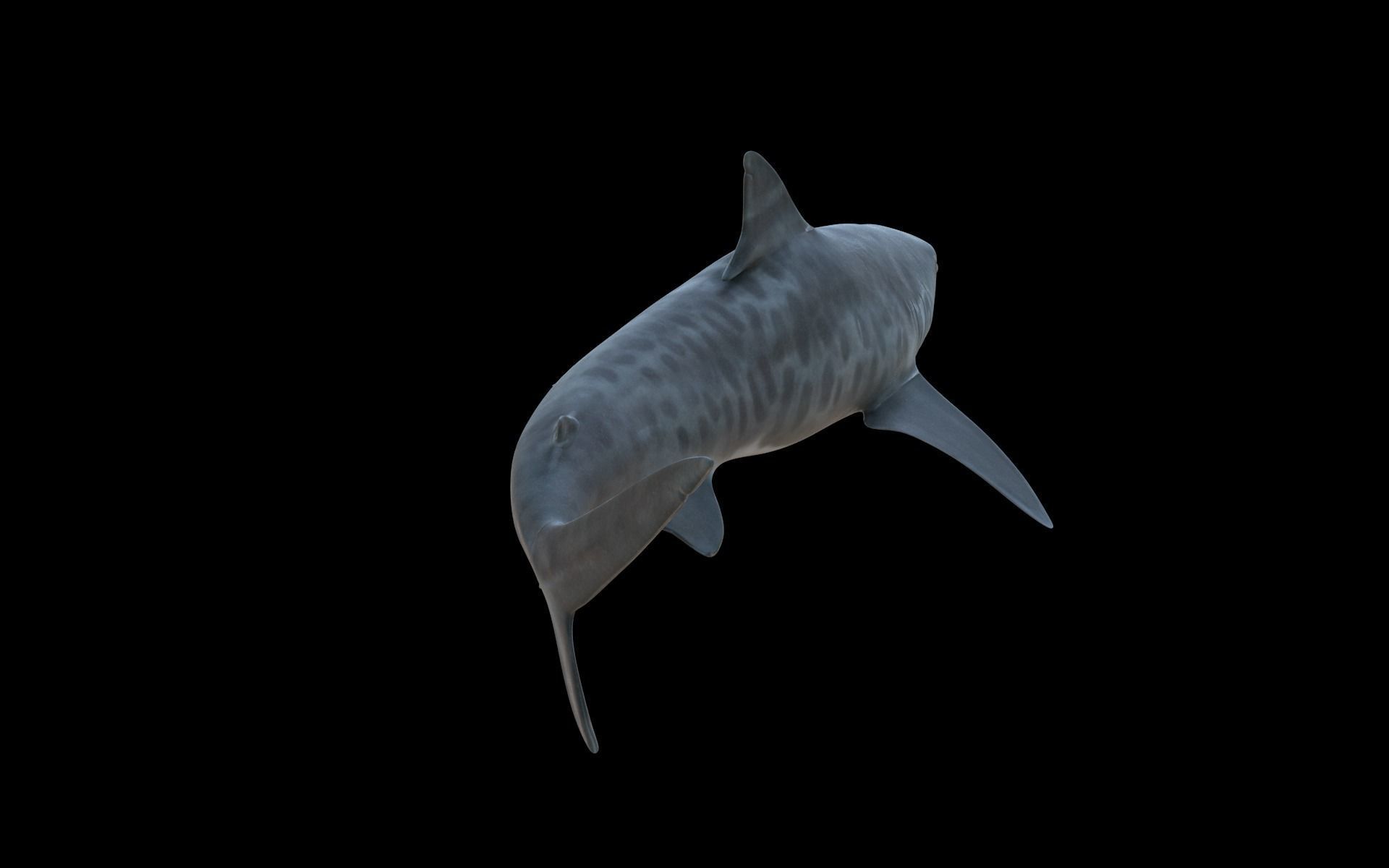 Tiger Shark Low-poly 3D model_8