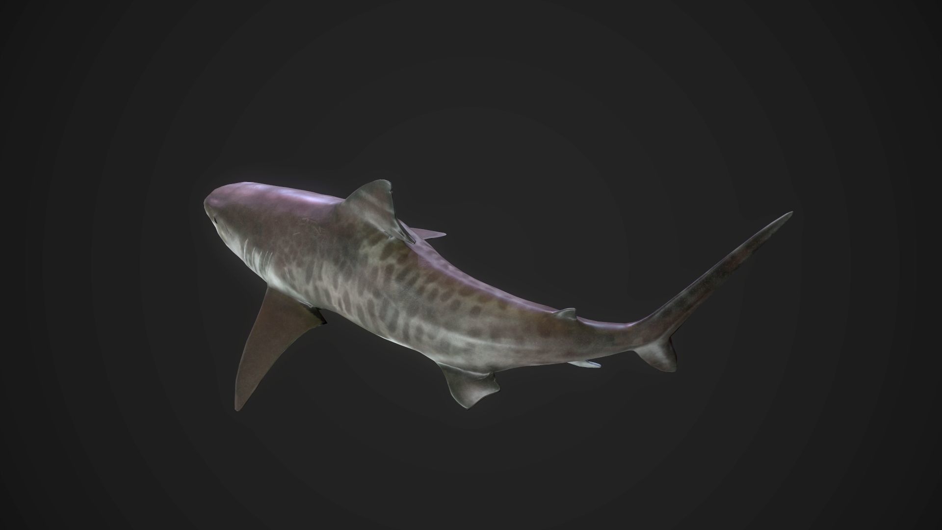 Tiger Shark Low-poly 3D model_12