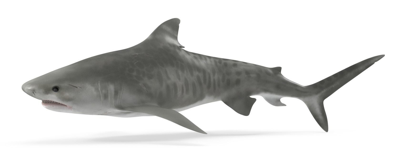 Tiger Shark Low-poly 3D model_17