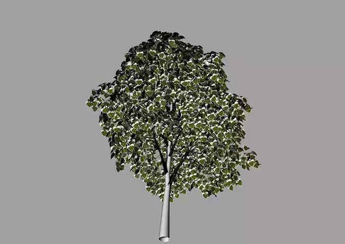 Trees birch tree 3D model