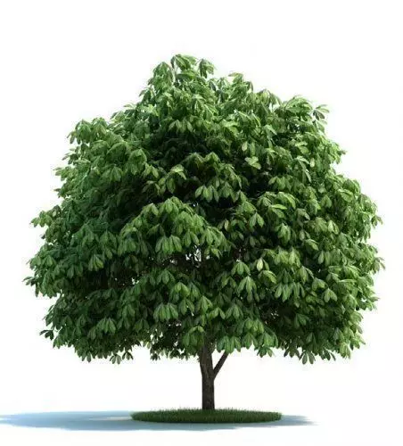 Aesculus tree Low-poly 3D model_0