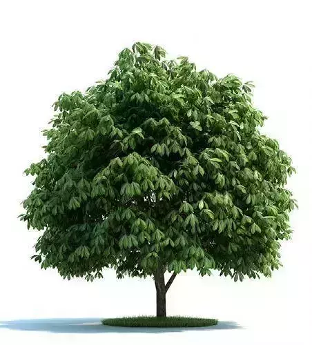 Aesculus tree Low-poly 3D model
