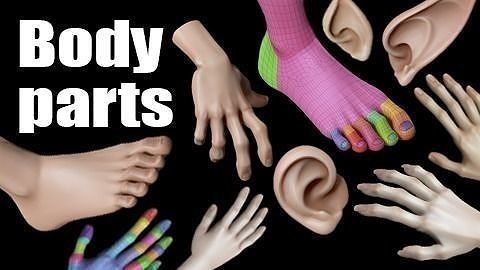 body parts 3D model
