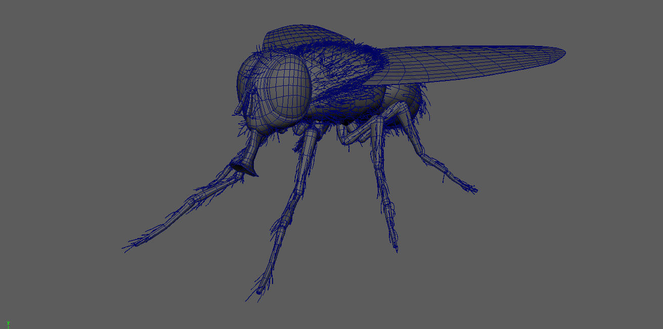 Insect Fly 3D model_6