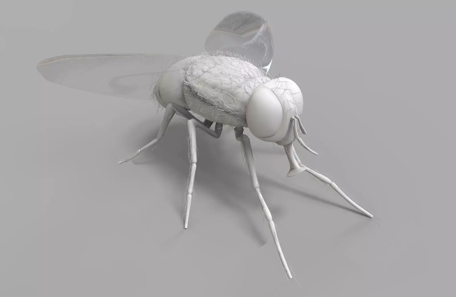 Insect Fly 3D model_0