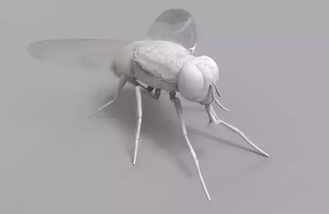 Insect Fly 3D model