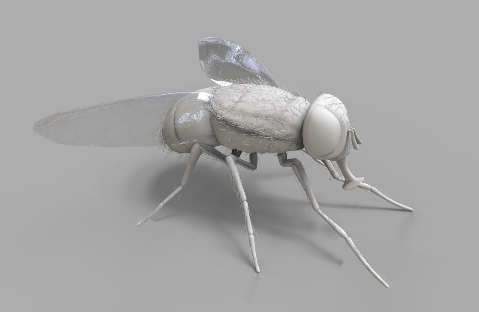 Insect Fly 3D model_1