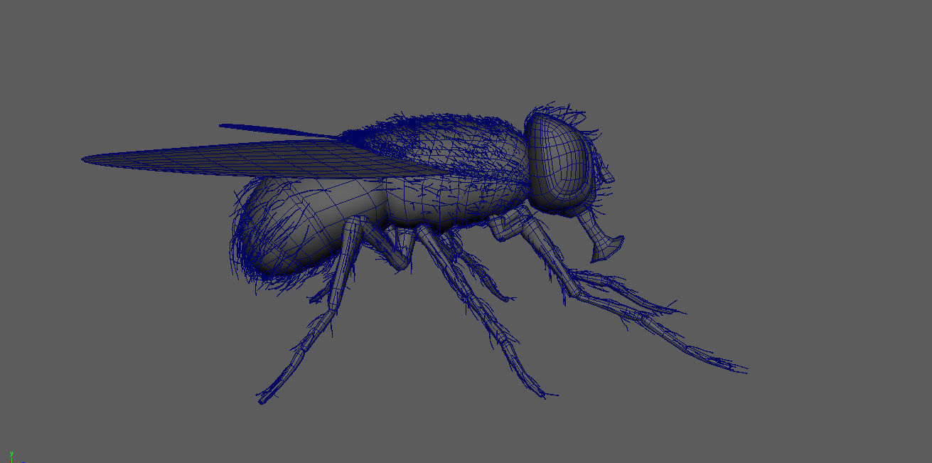 Insect Fly 3D model_5