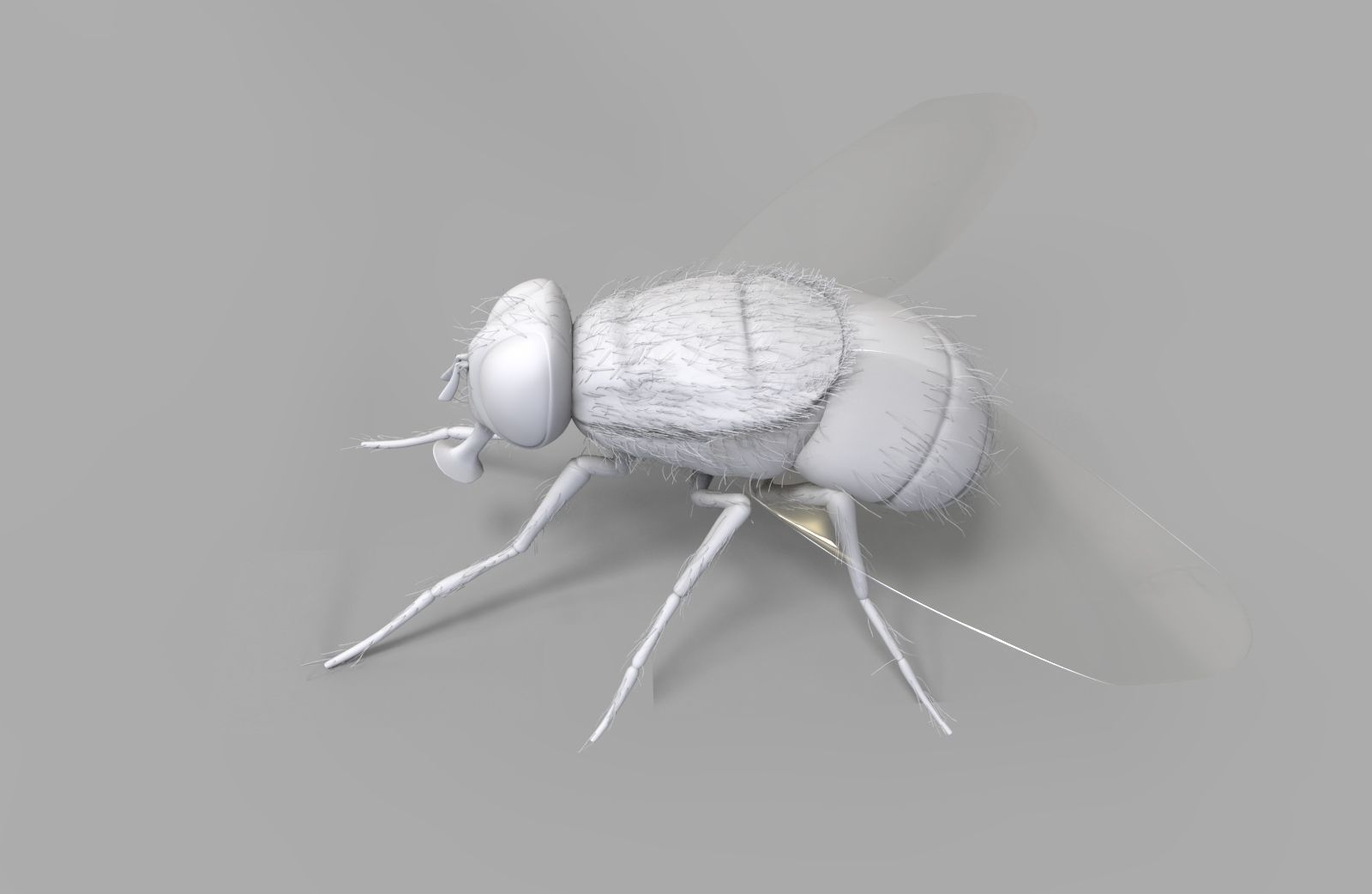Insect Fly 3D model_3