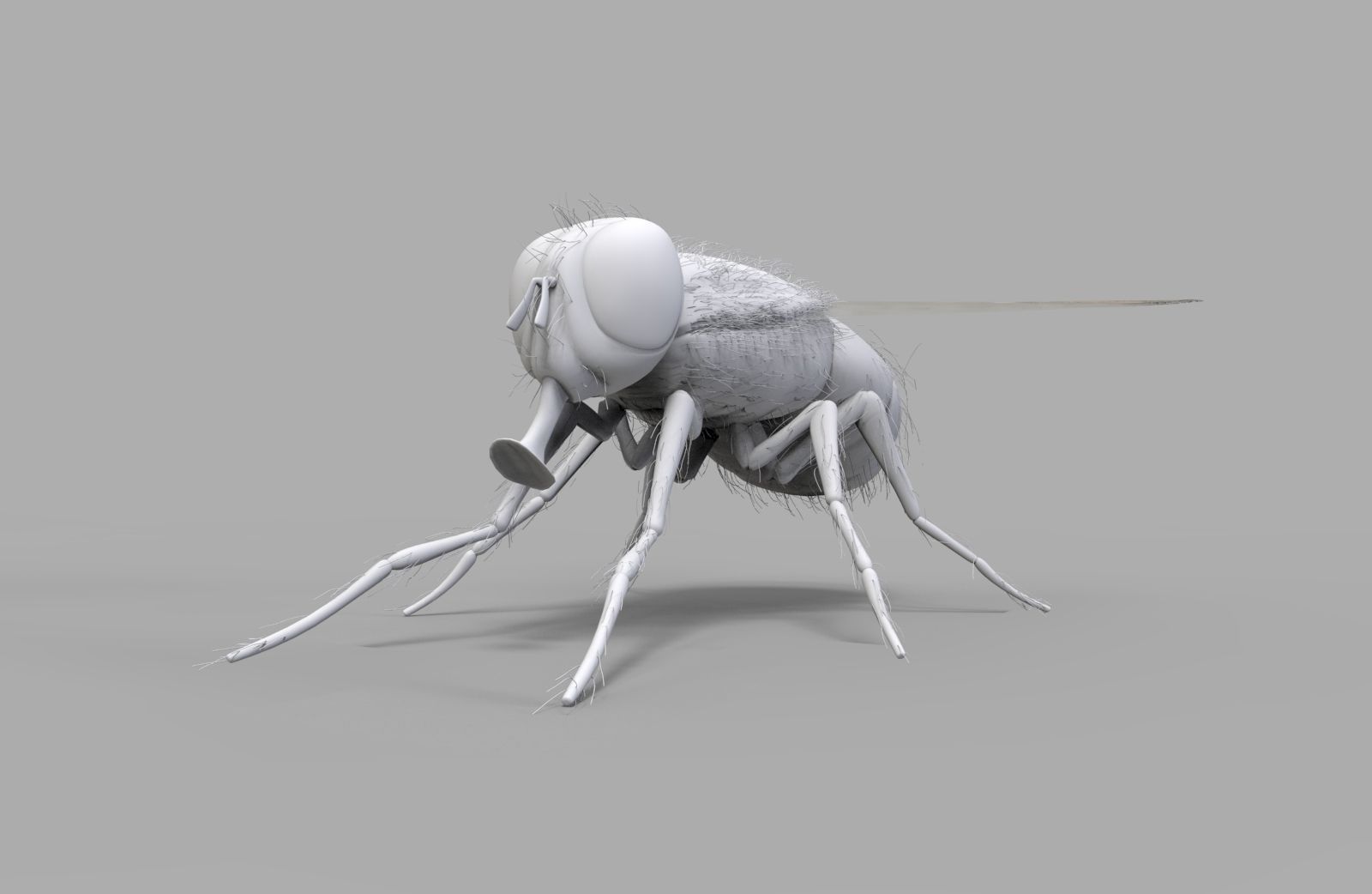 Insect Fly 3D model_2