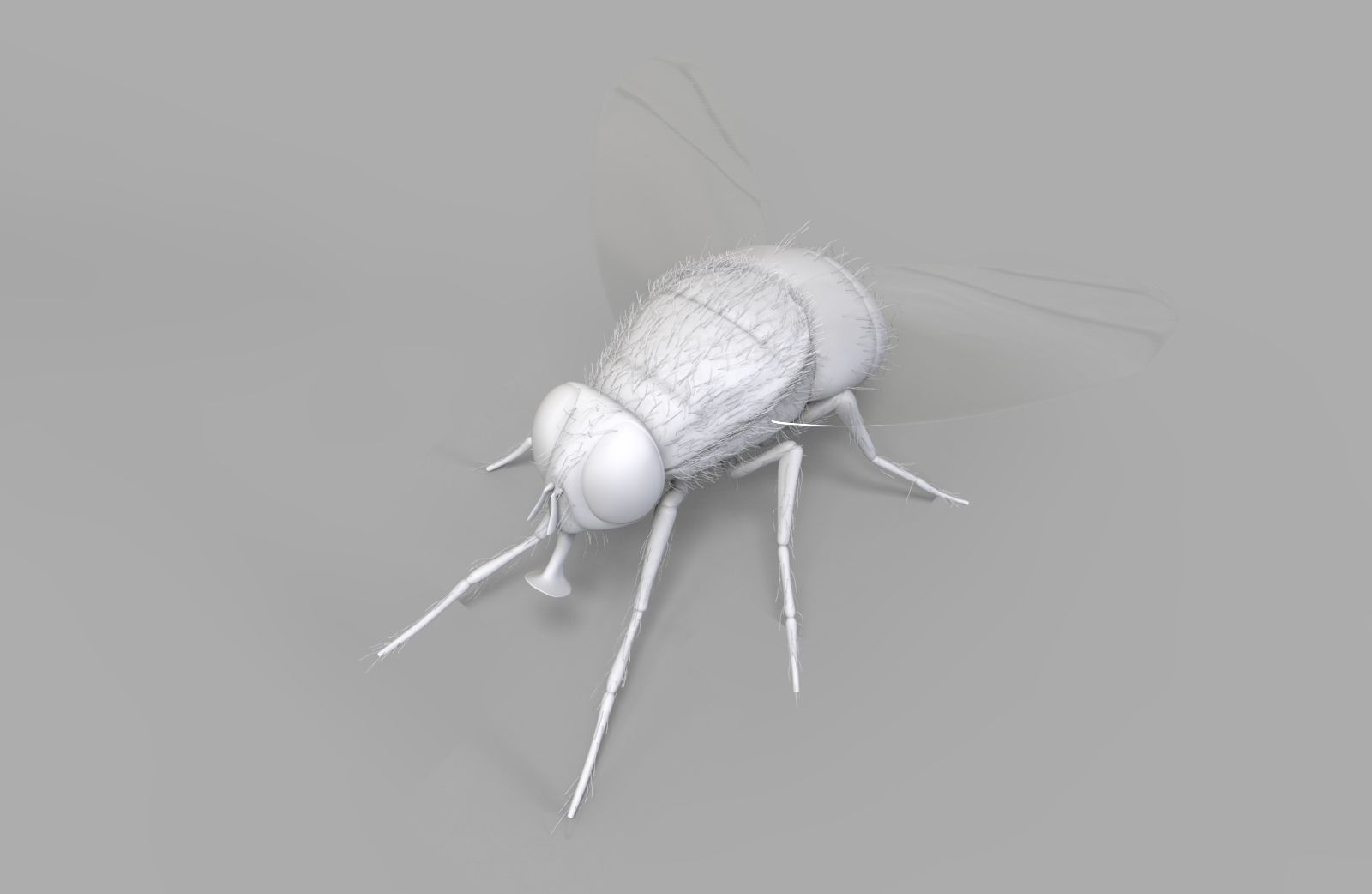Insect Fly 3D model_4