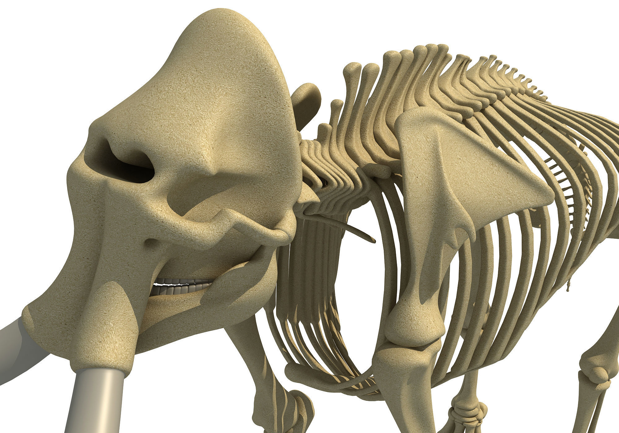 Mammoth Skeleton 3D model_13