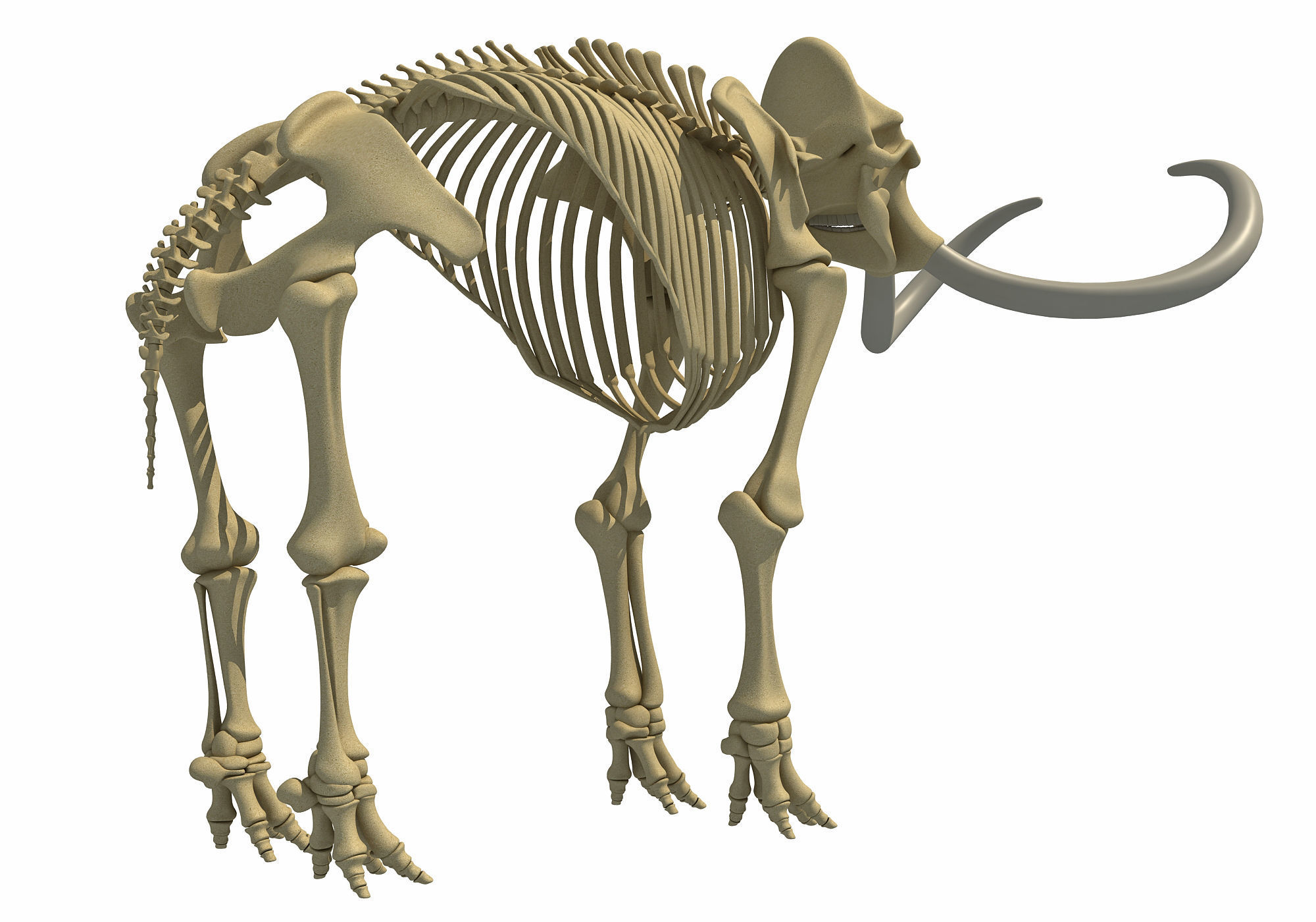 Mammoth Skeleton 3D model_6