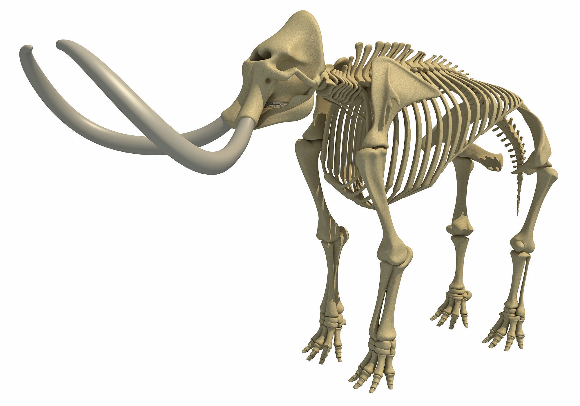 Mammoth Skeleton 3D model_1