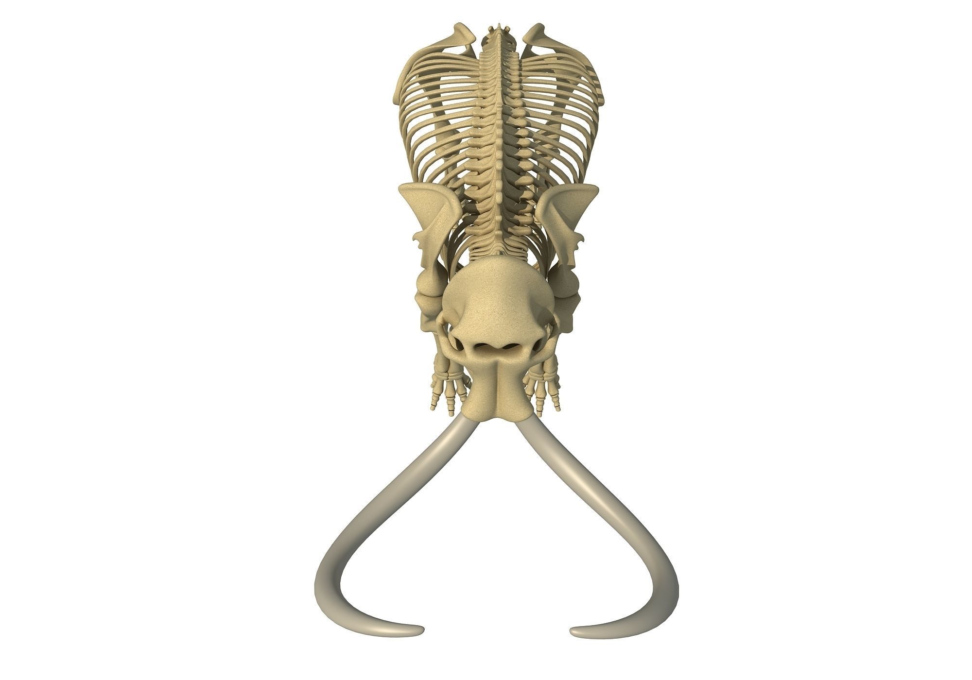 Mammoth Skeleton 3D model_10