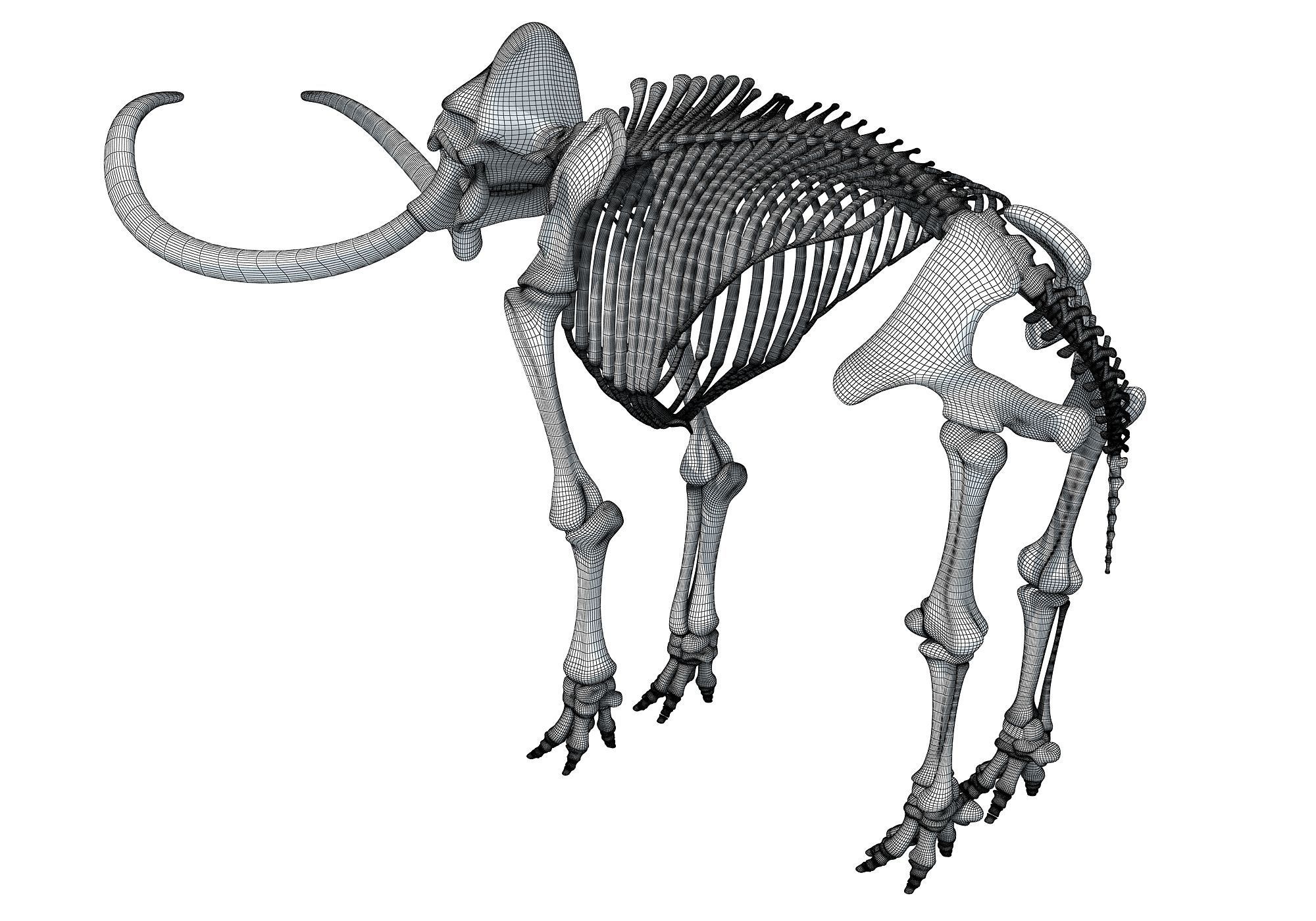 Mammoth Skeleton 3D model_19