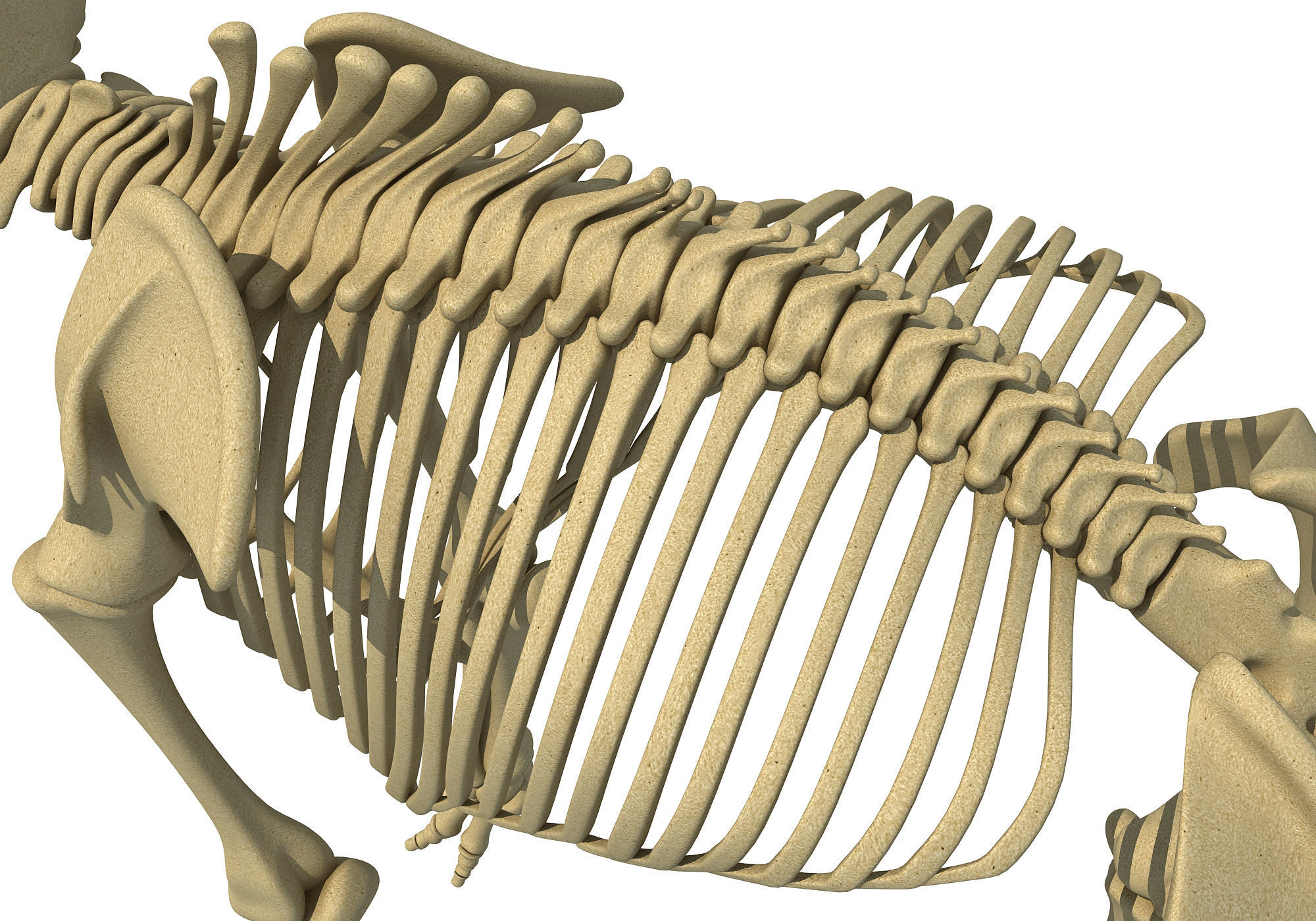 Mammoth Skeleton 3D model_14