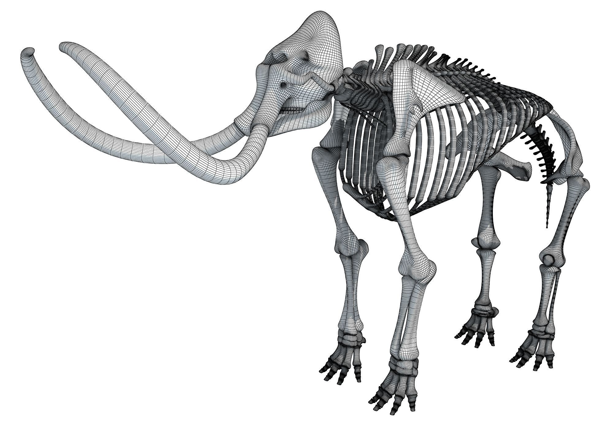 Mammoth Skeleton 3D model_17