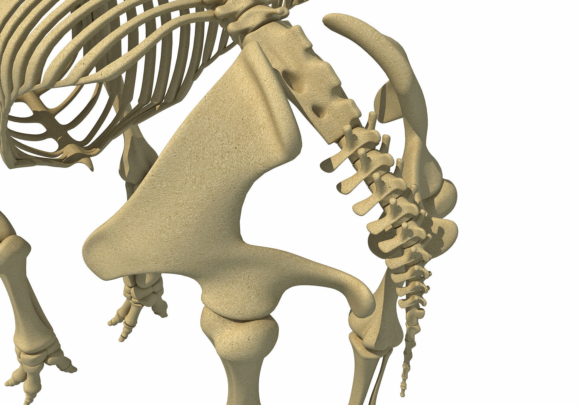 Mammoth Skeleton 3D model_16