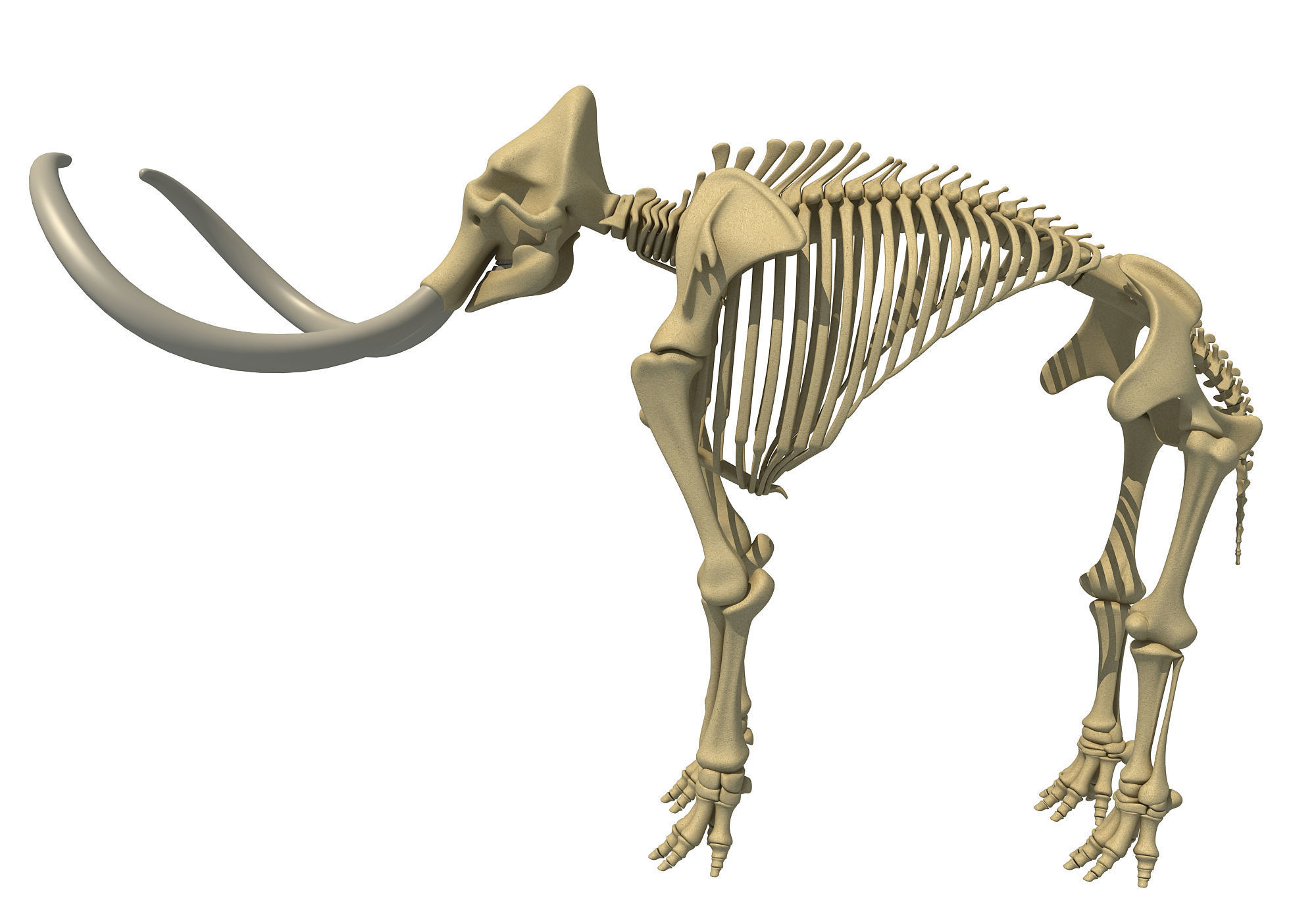 Mammoth Skeleton 3D model_3