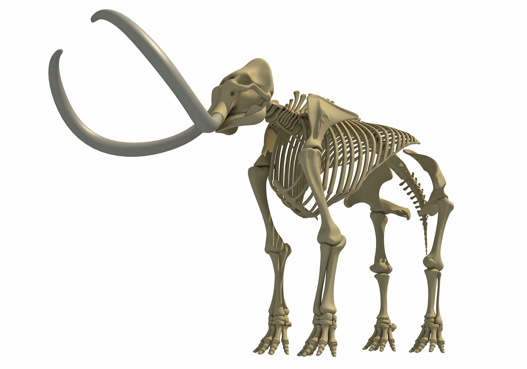 Mammoth Skeleton 3D model_9