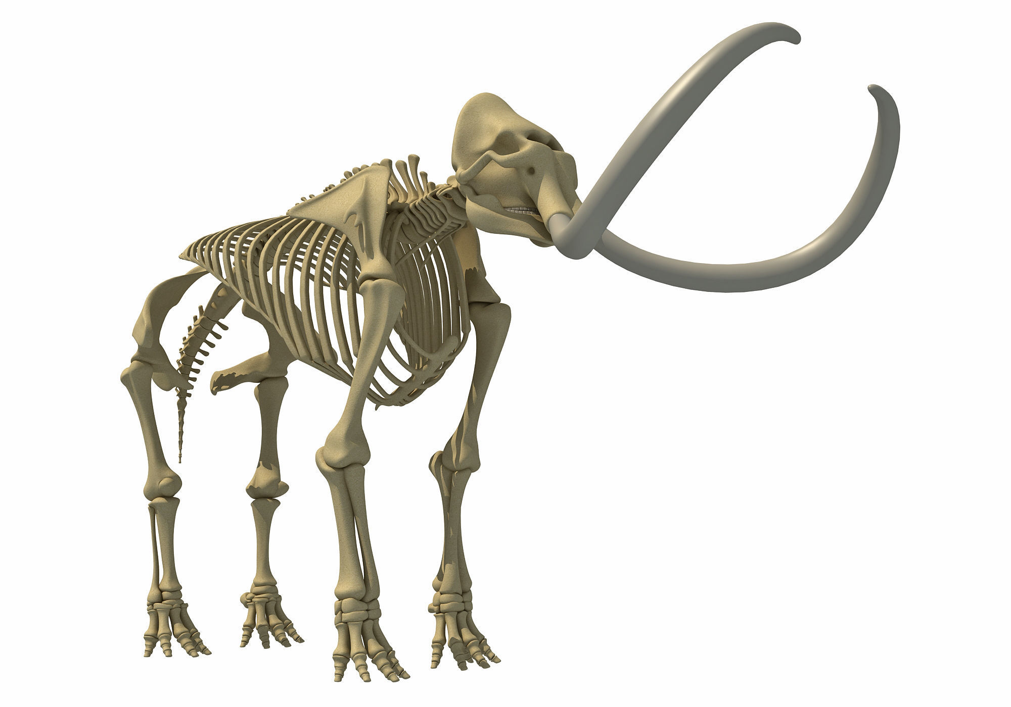 Mammoth Skeleton 3D model_11