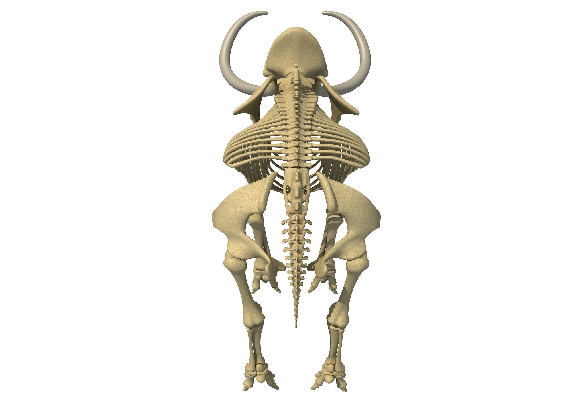 Mammoth Skeleton 3D model_2
