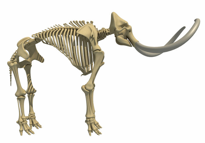 Mammoth Skeleton 3D model