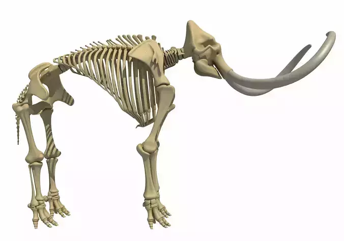 Mammoth Skeleton 3D model