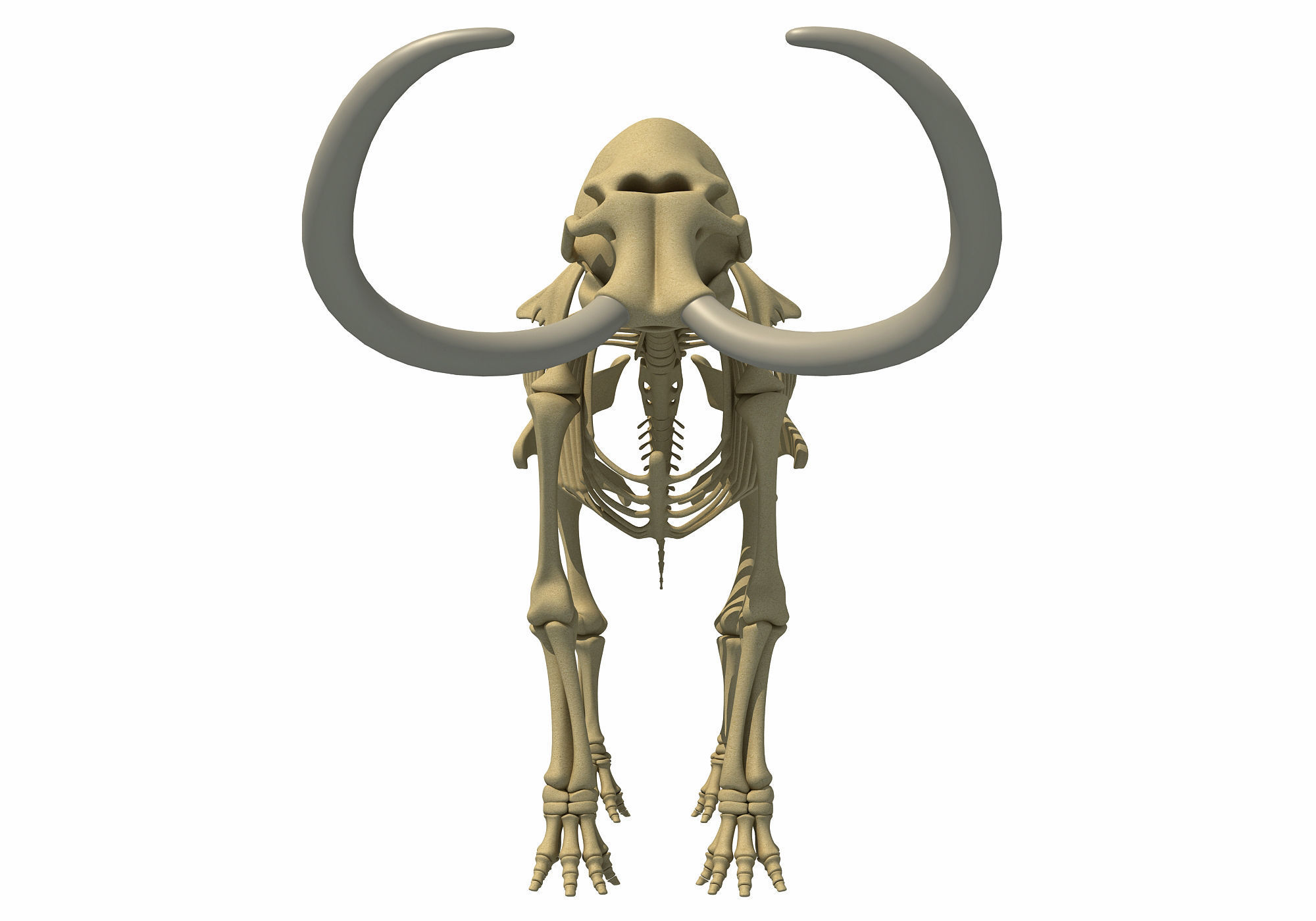 Mammoth Skeleton 3D model_7