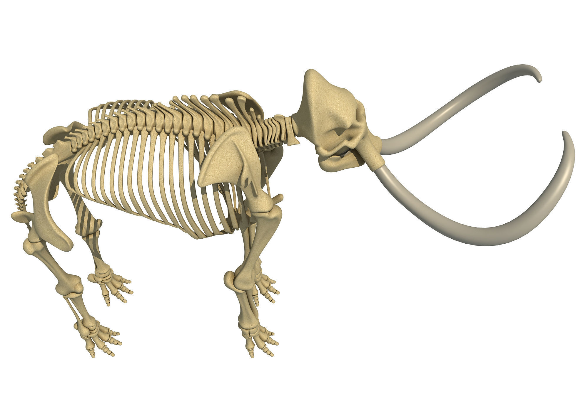 Mammoth Skeleton 3D model_4