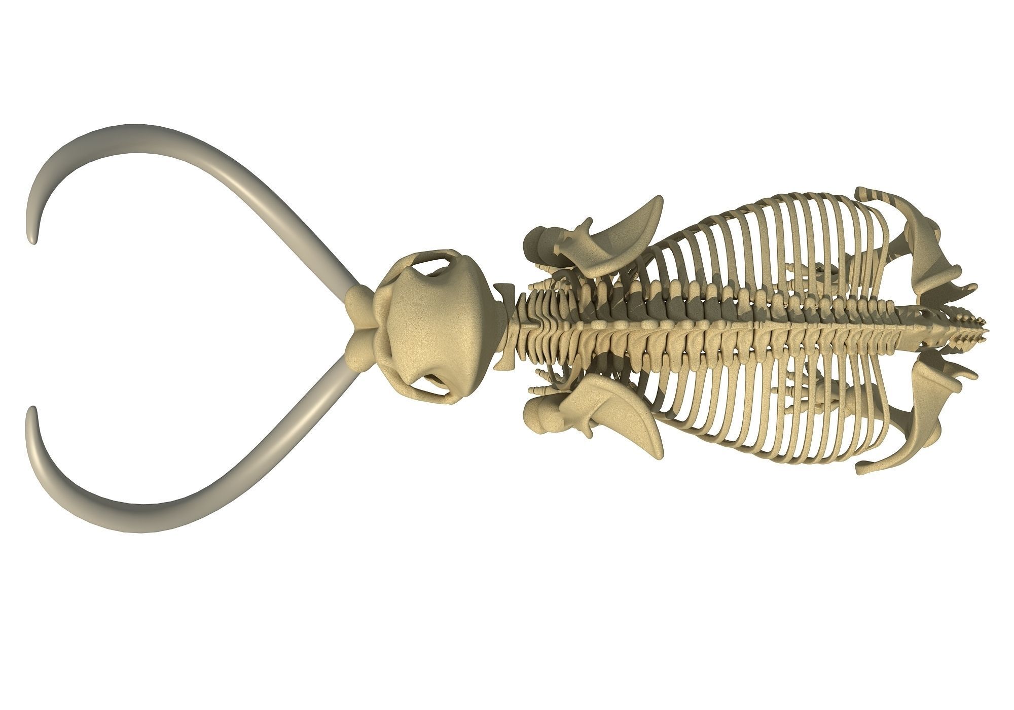 Mammoth Skeleton 3D model_8