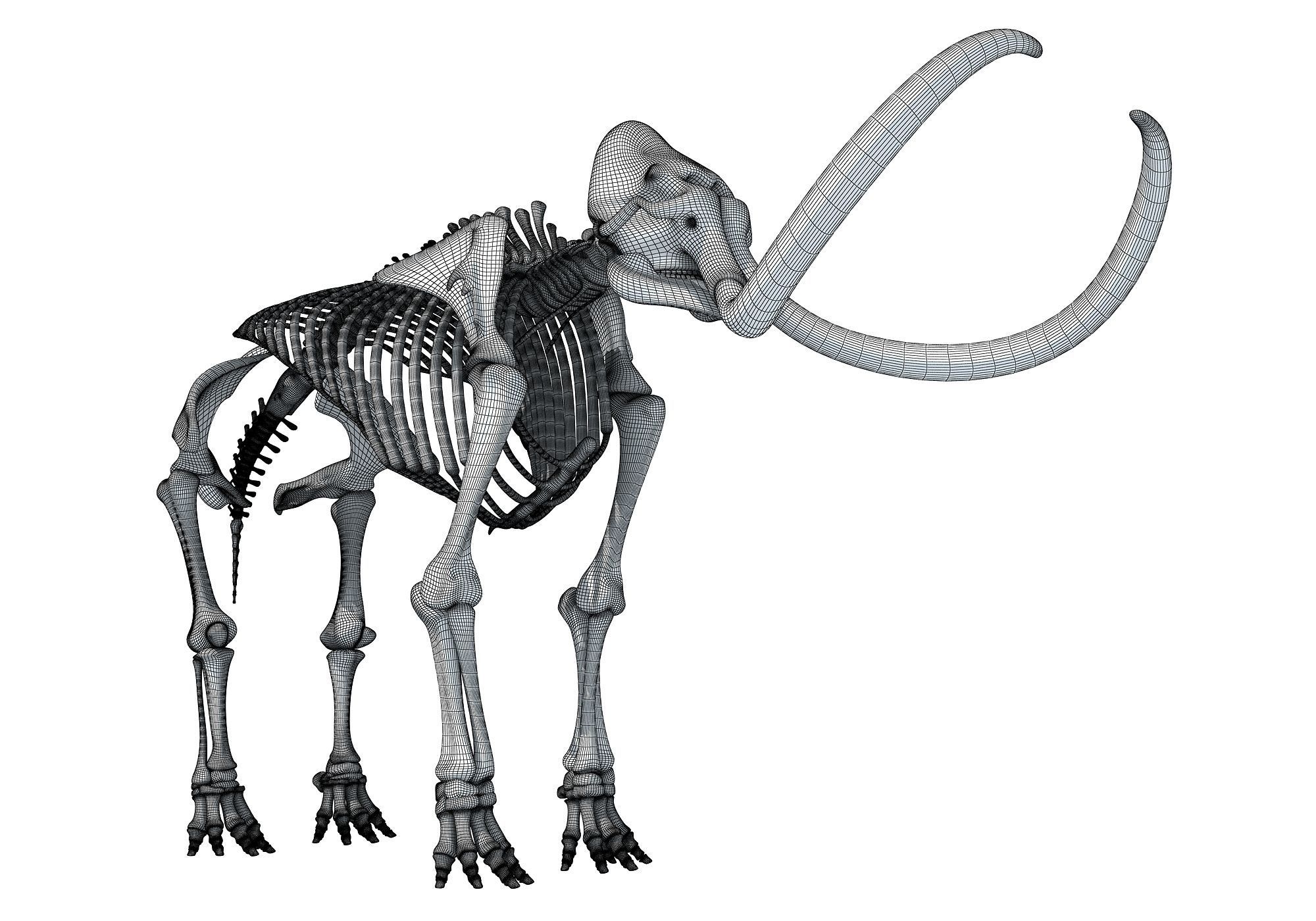 Mammoth Skeleton 3D model_18