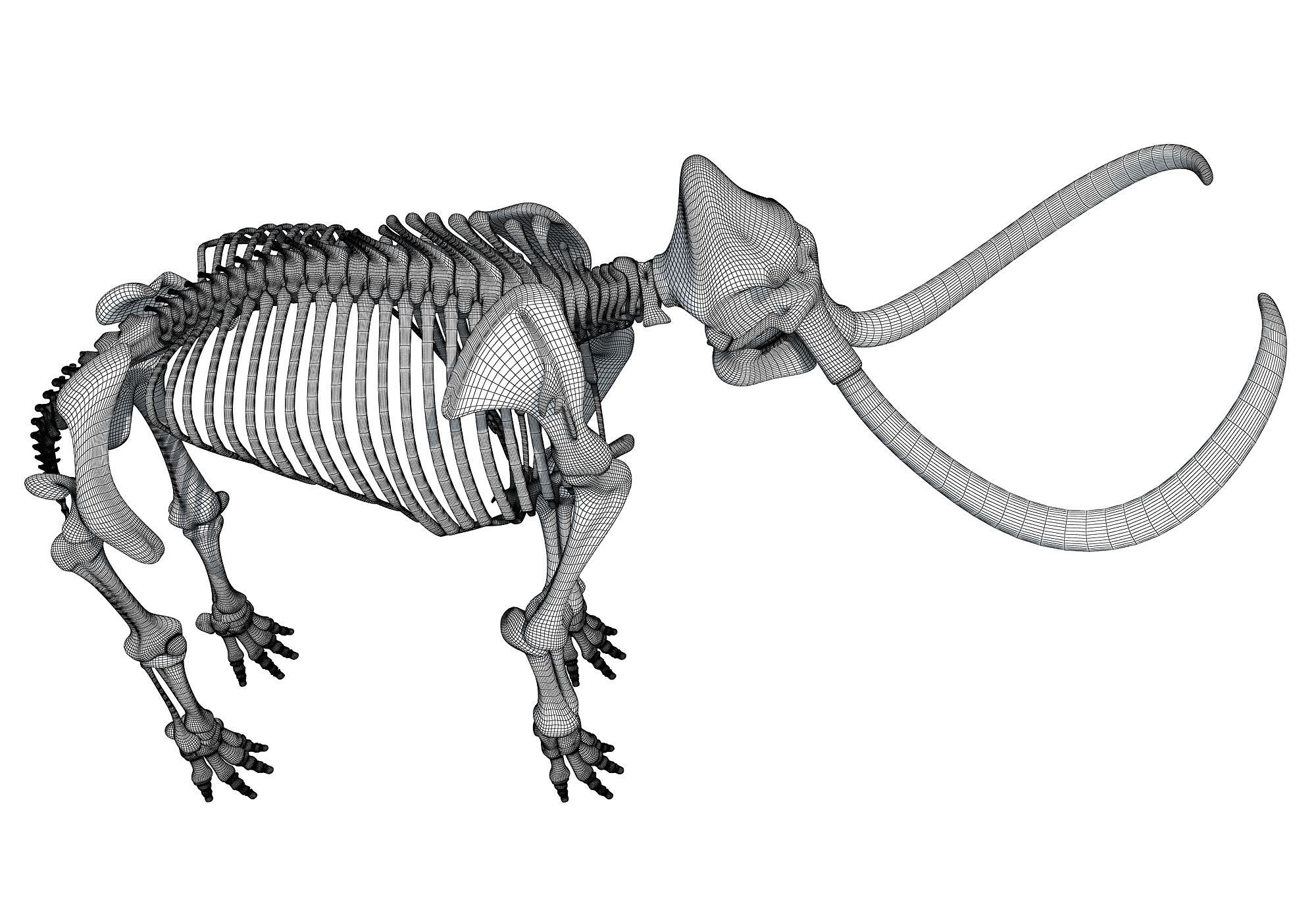 Mammoth Skeleton 3D model_20