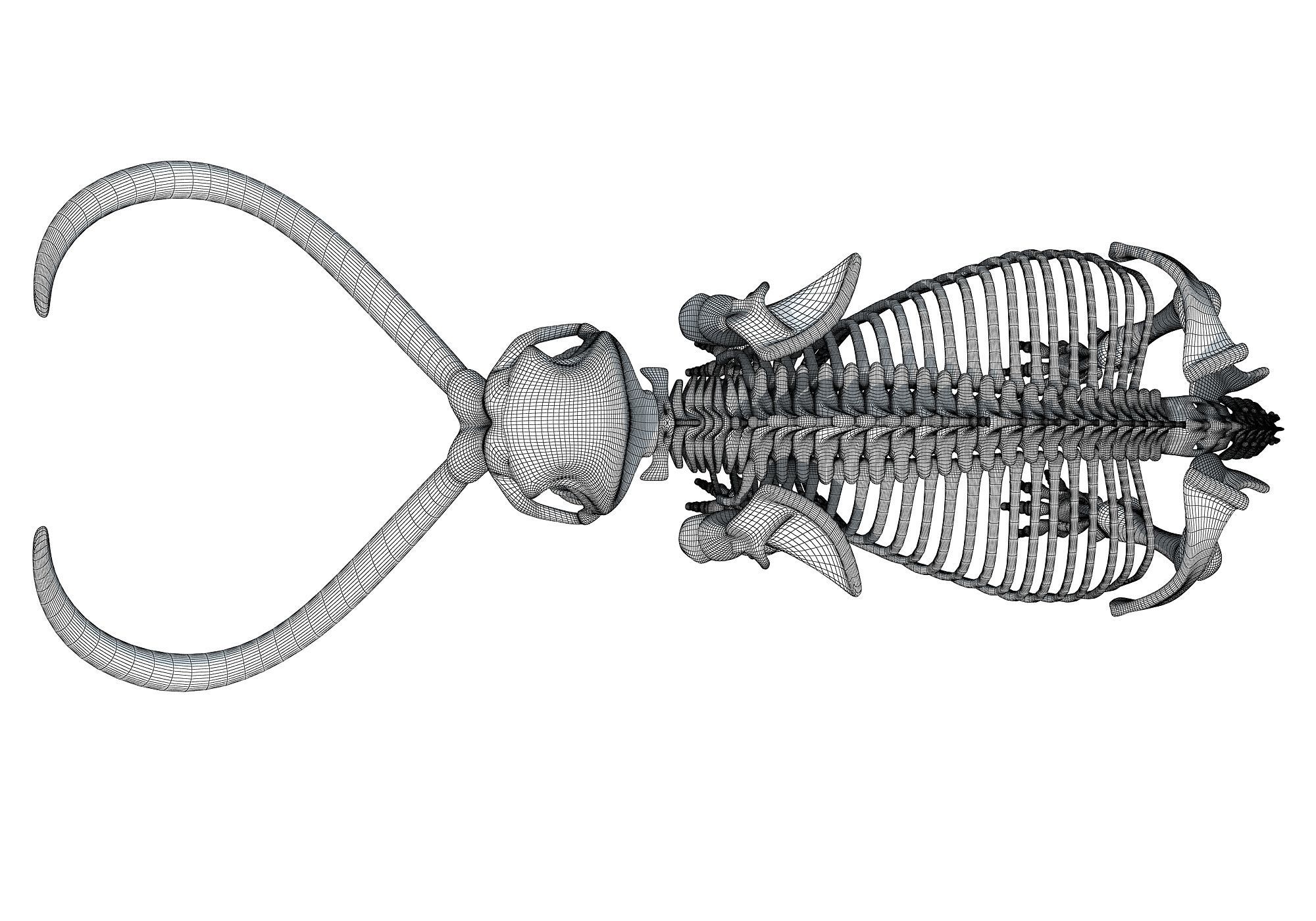 Mammoth Skeleton 3D model_21