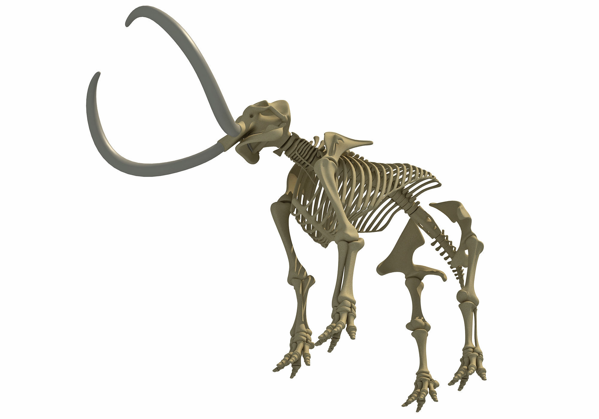 Mammoth Skeleton 3D model_12