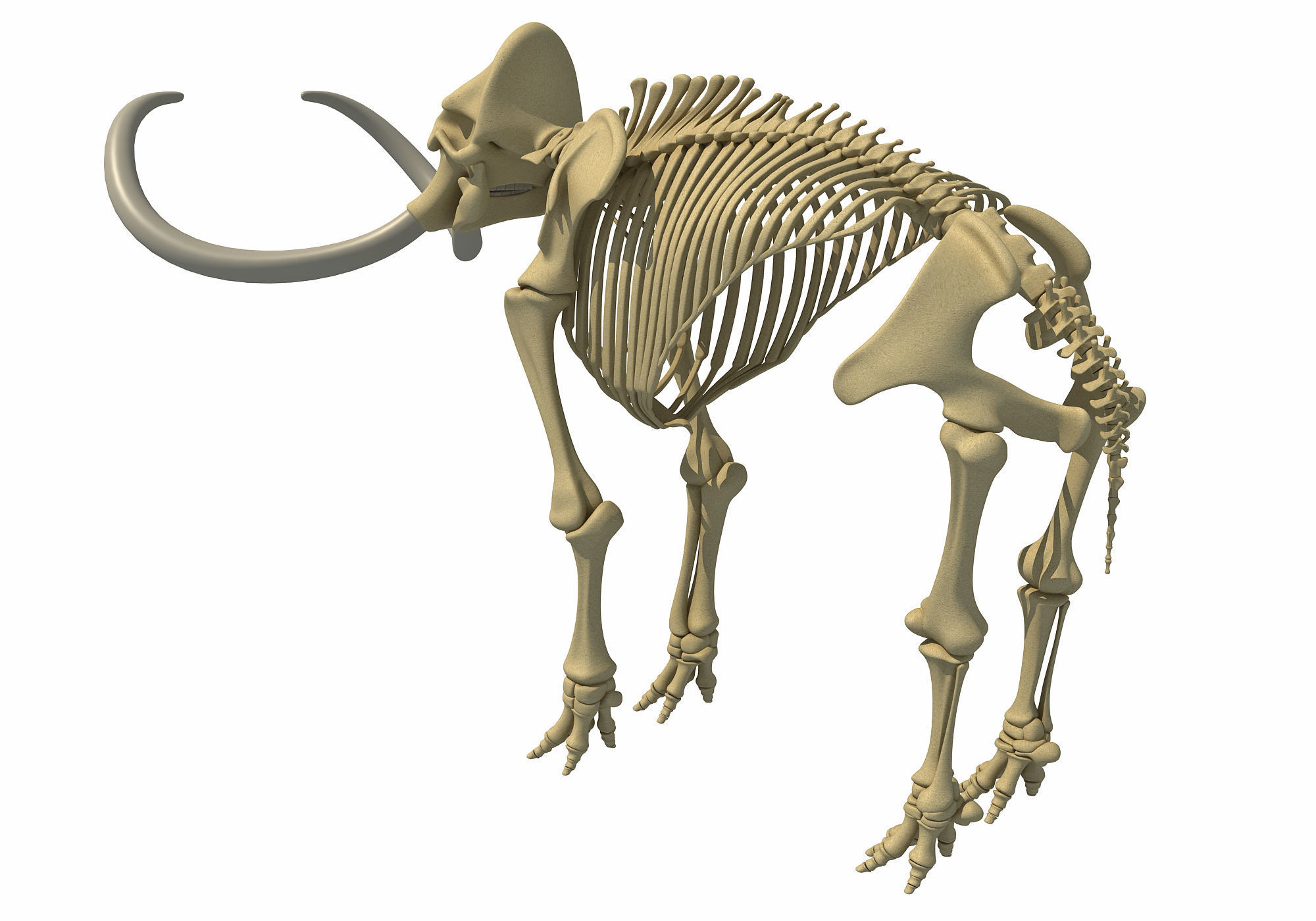 Mammoth Skeleton 3D model_5