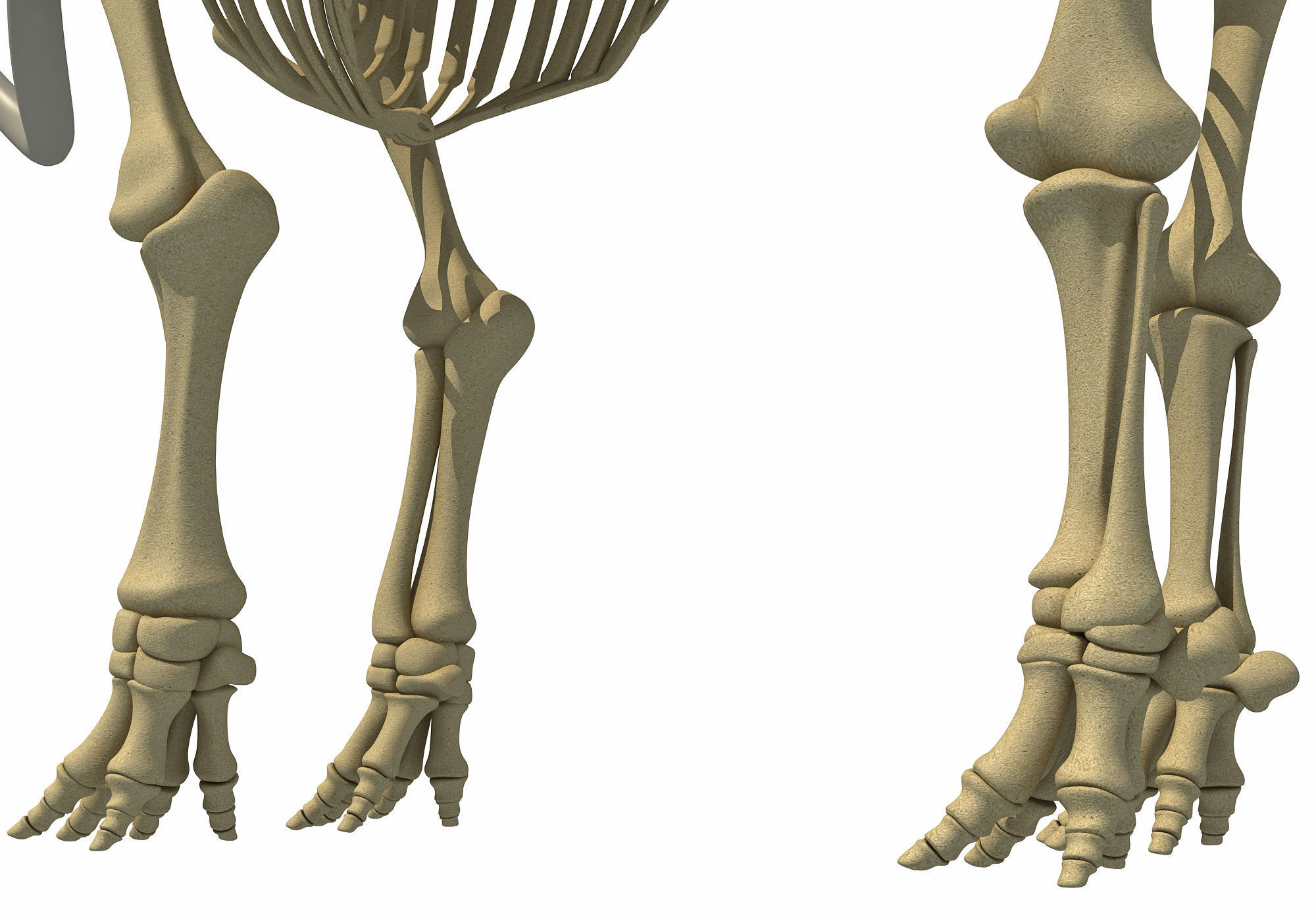 Mammoth Skeleton 3D model_15