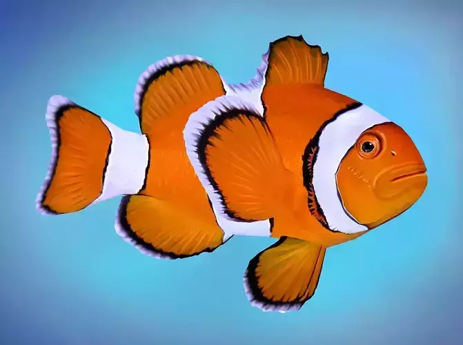 Fish Amphiprion percula Low-poly 3D model