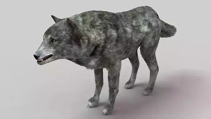 Gray Wolf