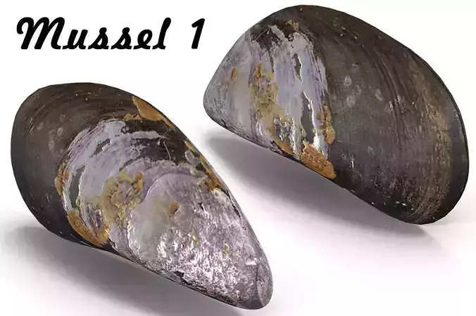 Mussel 1 clam shell 3D model