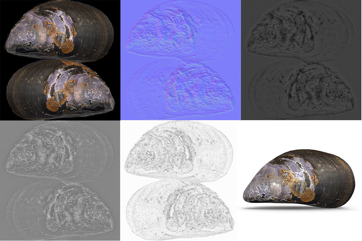 Mussel 1 clam shell 3D model_11