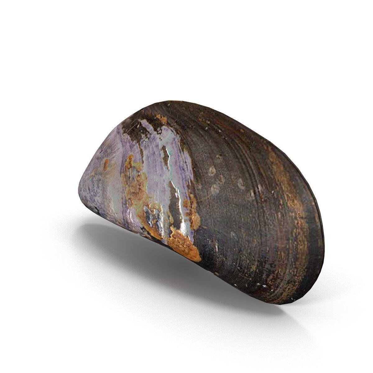Mussel 1 clam shell 3D model_3